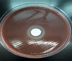 Agar-chocolate plate showing satellitism around a disk impregnated with 0.001% pyridoxine hydrochloride.
