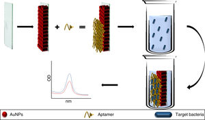 Aptamers conjugated to AuNPs and immobilised on a glass plate (chip). The aptamer binds to the target bacteria modifying the absorption peaks of the AuNPs. In solutions without the pathogen the absorption peaks remain identical to the baseline AuNP absorption peak. AuNP: gold nanoparticles.