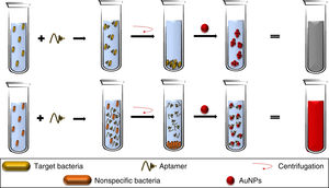 The aptamers added to a bacterial broth specifically bind to the target bacteria. Therefore, with the cell button recovered by centrifugation, there are no free aptamers in the solution, allowing the aggregation of AuNPs. In contrast, a lack of the specific bacteria allows the presence of free aptamers, which keep the AuNPs dispersed. AuNPs: gold nanoparticles.