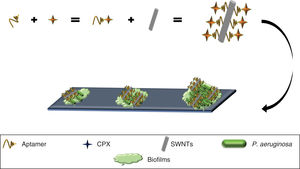 Anti-P. aeruginosa aptamer coupled to CPX, complex immobilised on SWNTs, showing the recognition and binding to P. aeruginosa, inhibiting bacterial growth, biofilm formation and even degradation of established biofilms. CPX: ciprofloxacin; SWNTs: single-walled carbon nanotubes.