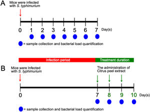 Experimental timeline. (A) Evaluation of colony counts after mice were infected with S. typhimurium; (B) Evaluation of the effectivity of Citrus peel extract against Salmonella infection.