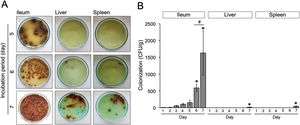 (A) Growth of S. typhimurium colonies on BSA medium. (B) Bacterial load in the ileum, liver, and spleen of S. typhimurium infected-model. Data are expressed as a mean±standard deviation (SD). (*) and (#) indicate a significant difference compared to day-1 post-infection and between two groups indicated in the graphs (p<0.05), respectively.