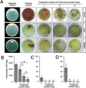 Bacterial load after the oral administration of Citrus peel extract. The colonies were evaluated every 24h for three days. (A) Growth of S. typhimurium colonies on BSA medium; (B–D) Bacterial load in the ileum, liver, and spleen of S. typhimurium infected-model, respectively. Data are expressed as a mean±standard deviation (SD). (*) and (#) indicates a significant difference compared to control and between two groups indicated in the graphs (p<0.05), respectively.