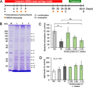 Effect of the 40-kDa protein of Lumbricus rubellus in the long-term MRSA nasal carriage model. (A) Experimental timeline; (B) Protein profile of L. rubellus; M, marker; lane 1–3, replication 1–3; (C, D) MRSA colonization and the level of sIgA in the nasal mucosa after treatment with mupirocin or 40-kDa protein of L. rubellus, respectively. NC, negative control; PC, positive control; M, mupirocin; ns, not significant. (*) Indicates a significant difference between the two groups indicated in the graphs (p<0.05).