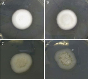 Growth morphology of the Trichophyton rubrum colony isolated under different conditions. (A) Normal growth is observed in PDA. (B) No alteration is observed when PDA contains DMSO. (C) Alterations are observed when PDA contains DMSO and Tween 20 at 0.1%. (D) Alterations are also observed in PDA alone with Tween 20 at 0.1%.