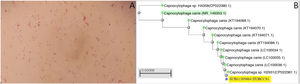 A) Gram-negative rod-shaped bacteria are observed after three days of incubation in the two anaerobic blood culture bottles. B) Phylogenetic tree obtained following comparison of the sequences of several strains of C. caniswith the sequence of the strain of the present case (accession number: SUB11305064 HUBCCS1) with the neighbour-joiningmethod. Our strain had a 99.57% identification match to neighbouring strains (CP022381.1, LC100034.1, LC100035.1 or LC100036.1, pertaining to the articles by Oldham and Duncan1 and Suzuki et al.2) and 99% with the reference strain (C. canis type strain LMG29146, highlighted in green in Fig. 1B) demonstrating the similarity between them.