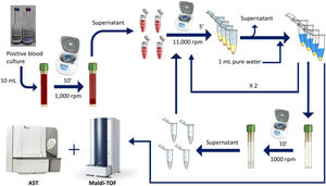 Double differential centrifugation wash-procedure to obtain the purified pellet. A 10-ml sample of a positive blood culture was first centrifuged at 1,000rpm for 10min, followed by transferring 6ml of the supernatant into four 1.5ml conical-bottomed tubes. The transferred supernatants were centrifuged at 11,000rpm for 5min, and washed twice with purified water. The resulting bacterial pellet was resuspended into 10ml of purified water and was again centrifuged at 1000rpm (second differential centrifugation) for 10min, followed by transferring again into four 1.5ml conical tubes. The transferred supernatants were finally centrifuged at 11,000rpm for 5min and the resulting pellet was subjected to MALDI-TOF identification and direct AST.