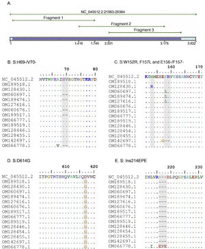 A. In silico simulation of coverage of the S gene by the LIME primers. The products generated cover most of the mutations and deletions associated with VOI and VOC. B. H69/V70 deletion common in the alpha variant. C. Point mutations and deletions among amino acids 148, 150 and 160 of the S protein; particularly noteworthy is the E156/F157 deletion identified in the delta variant. D. Mutation D614G present in all the samples evaluated. E. 214EPE insertion characteristic of the omicron variant 21K (BA.1).