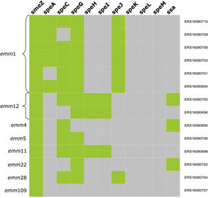emm types and superantigen genes of S. pyogenes bacteremia during January–May 2023. The figure shows the presence (green) or absence (gray) of virulence genes among the S. pyogenes emm types. The ENA accession to the isolate reads is located on the right column.