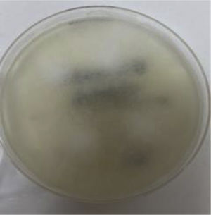 Growth on Sabouraud agar of Rhizopus oryzae.