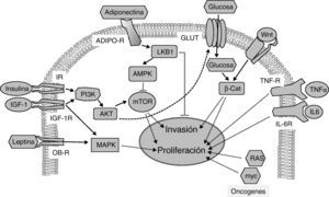 Vías de señalización implicadas en la relación entre la obesidad, la diabetes y el cáncer. La insulina y el IGF-1 se unen a sus receptores (IR e IGF-1R, respectivamente) activando la vía PI3K/AKT/mTOR, cuyas dianas promueven proliferación e invasión tumoral. La adiponectina se une a sus receptores (ADIPO-R1 y ADIPO-R2) induciendo la vía LKB1/AMPK, que inhibe a mTOR inhibiendo la proliferación tumoral y metástasis. La vía insulina/PI3K/AKT aumenta la captura de glucosa a través de sus transportadores (GLUT). Las elevadas concentraciones de glucosa potencian la señalización por Wnt/β-Catenina induciendo proliferación e invasión tumoral. La leptina circulante se une a su receptor (OB-R) activando la vía de MAPK que aumenta proliferación. La interleucina 6 (IL-6) y el factor de necrosis tumoral-α (TNFα) a través de sus receptores IL-6R y TNF-R activan la vía JAK/STAT/NF-kB, que inhibe apoptosis y promueve la proliferación y la metástasis. Proteínas oncogénicas como RAS y myc alteran la expresión de enzimas metabólicas aumentando la glucólisis que sustenta la proliferación aumentada en las células tumorales.