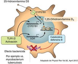 La vitamina D estimula la producción de catelicidinas y defensina B.