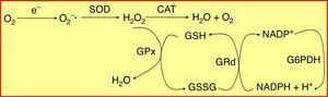Sistema enzimático glutatión peroxidasa/glutatión reductasa (GPx/GRd). El glutatión se encuentra principalmente en su estado reducido (GSH) y, en mucha menor proporción, en su forma oxidada (GSSG). La GRd forma junto con la GPx el conjunto de la maquinaria antioxidante dependiente de glutatión. Dicho sistema trabaja de forma cíclica, es decir, el GSH que oxida la GPx para neutralizar el H2O2 es a su vez reducido de nuevo por la GRd, utilizando como cofactor NADPH. CAT: catalasa; G6PDH: glucosa 6-fosfato deshidrogenasa; H2O2: peróxido de hidrógeno; NADPH: dinucleótido de nicotinamida y de adenina fosfato reducido; O2−•: radical anión superóxido; SOD: superóxido dismutasa.
