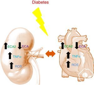 Conexión cardiorrenal en diabetes. Alteraciones en el SRA, citoquinas inflamatorias y estrés oxidativo como consecuencia de la diabetes a nivel renal y cardíaco. ECA: enzima convertidora de angiotensina; ROS: especies reactivas de oxígeno; TNFα: tumor necrosis factor-alpha.