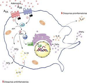 Receptores de adenosina en macrófagos. La activación de el receptor A2A en macrófagos disminuye la producción de citoquinas proinflamatorias (TNF-α), por otro lado aumenta la producción de interleuquinas antiinflamatorias (IL-10), generando un estado antiinflamatorio. La activación del receptor A2B en macrófago en cambio, promueve la producción de IL-10 e INF-γ. AC: adenilciclasa; INFg: interferón gama; NFKb: factor nuclear potenciador de las cadenas ligeras kappa de las células B activadas; PKs: proteinquinasas. Líneas continuas denota vías normales. Líneas punteadas denota vías disminuidas.