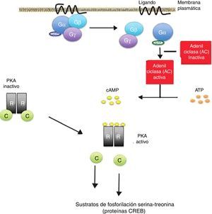 Vía de activación del adenosín monofosfato cíclico (AMPc): La activación del receptor de proteína G por unión de un ligando estimula la enzima adenilato ciclasa (AC) para la síntesis de AMPc. Todos los genes regulados por AMPc contienen una secuencia de ADN de acción cis, llamado elemento de respuesta al AMPc (CRE), que fija la forma fosforilada de un factor de transcripción denominado proteína de unión CRE (CREB). La liberación de las subunidades catalíticas (C) del complejo proteína quinasa A (PKA) se traslocan al núcleo y fosforilan a las proteínas CREB en los sustratos de fosforilación serina-treonina, en respuesta a niveles aumentados de AMPc. Las mutaciones inactivantes del gen PRKAR1A en el complejo de Carney resultan en amplificación de la señal del AMPc.