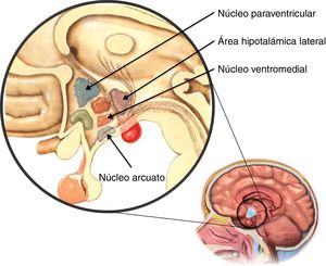 Localización anatómica de los núcleos hipotalámicos relacionados con la regulación homeostática del apetito. Adaptada de Richfield12 y Estévez Báez13.
