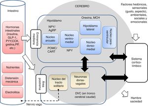 Eje intestino-cerebro implicado en la regulación de la conducta alimentaria. El principal centro homeostático de este eje es el hipotálamo, seguido del tronco cerebral caudal (que contiene el complejo dorsal vagal), y el sistema corticolímbico, que integra las influencias hedónicas, emocionales y ambientales con las fisiológicas. Las señales neuronales se envían desde el intestino al tronco cerebral vía el nervio vago en respuesta a cambios químicos, mecánicos, hormonales y nutritivos. Las hormonas intestinales también pueden viajar directamente al hipotálamo y al tronco cerebral a través de la eminencia mediana y área postrema. Los estímulos gustativos, ambientales y sociales se procesan en el sistema corticolímbico y modulan los centros del apetito del hipotálamo. La integración de todas estas señales en el cerebro resulta en las sensaciones generales de hambre y saciedad. Se indican también algunas poblaciones neuronales en los núcleos hipotalámicos como las de neuropéptido Y (NPY/AgRP), pro-opiomelanocortina (POMC/CART), orexina y hormona concentrante de la melanina (MCH). CCK: colecistocinina; DVC: complejo dorsal vagal; GLP-1: glucagon-like peptide 1; PYY: péptido YY; PP: polipéptido pancreático. Adaptada de Hussain y Bloom19 y Escobar et al.20.