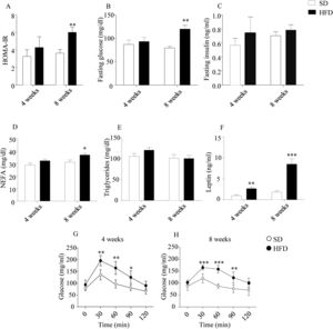 Effect of HFD on food intake, plasma parameters and glucose tolerance. HOMA indexes were only altered after 8-week HFD (A). Plasma glucose after 6h fasting was increased after 8w-diet (B) but insulin concentration was not modified (C). HFD increased plasma NEFA only after 8w-diet (D) but plasma TG were not modified (E). Plasma leptin (F) was increased after both 4- and 8-week of dietary treatment. Glucose tolerance was impaired both after 4- (G) and 8-week HFD (H). Graph bars represent means±S.E.M. of 10 values (*p<0.05, **p<0.01, ***p<0.001, compared to control groups; Newman–Keul's test).
