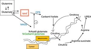 Urea cycle.