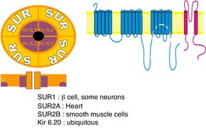 Sulfonylurea receptor (SUR) components: 1 – SUR encoded by ABCC8 gene; 2 – potassium voltage-gated channel; Kir 6.20 – encoded by subfamily J member 11 (KCNJ11) gene.