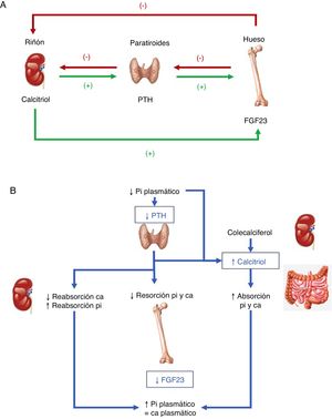 A. Tejidos y hormonas implicados en la regulación del metabolismo del fosfato. B. Respuesta integrada para corregir la hipocalcemia. Adaptada de Fukumoto4.