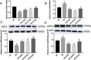 Effects of saponins on IRS-2 mRNA and protein levels. INS-1 cells were treated with or without saponins for 24h. (A) Effect of saponins on IRS-2 mRNA. The level of IRS-2 mRNA was detected by RT-qPCR. (B–D) Effects of saponins on the protein levels of IRS-2, pIRS-2 and the pIRS-2/IRS-2 ratio. Cell lysates were subjected to western blotting and incubated with antibodies against IRS-2 and pIRS-2. Data are shown as the mean±SD of at least three independent experiments. Differences between two groups were compared using t-tests or ANOVA. *P<0.05 compared with the control group; #P<0.05 compared with the HG group.