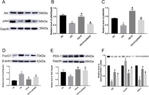 Effects of saponins on the PI3K/Akt/FoxO1 signaling pathway and downstream molecule PDX-1. INS-1 cells were treated with or without saponins or the PI3K inhibitor ly294002 for 24h. (A–E) Effects of saponins on the protein level of pAkt, FoxO1, and PDX-1 and the pAkt/Akt ratio. Cell lysates were subjected to western blotting and incubated with antibodies against anti-Akt, anti-pAkt, anti-FoxO1, and anti-PDX-1. (F) Effect of saponins on Akt, FoxO1 and PDX-1 mRNA. The mRNA levels were detected by RT-qPCR. Data are shown as the mean±SD of at least three independent experiments. Differences between two groups were compared using t-tests or ANOVA. *P<0.05 compared with the control group; #P<0.05 compared with the HG group; &P<0.05 compared with the HG+S group.