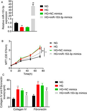 High expression of miR-153-3p prevents cell proliferation and extracellular matrix accumulation of mesangial cells. (A) MiR-153-3p level was measured using real-time PCR. Cells were divided into four groups, including NG, HG, HG+NC mimics, and HG+miR-153-3p mimics. (B) Cell proliferation ability of MCs was detected using MTT assay. (C) Protein expressions levels of collagen IV and fibronectin were detected using ELISA kit. Data were presented as the mean±SD with three independent experiments. **p<0.01 versus control group and ##p<0.01 versus NC mimics group.