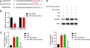 MiR-153-3p directly regulated PAQR3 expression by binding to the 3’-UTR of PAQR3. (A) Forecast of miR-153-3p binding sites on target gene PAQR3 by TargetScan. (B) Dual-luciferase assays were carried out after cells were co-transfected PAQR3-WT or PAQR3-MUT with miR-153-3p mimics or miR-control for 48h. (C and D) The mRNA and protein expression levels of PAQR3 in cells transfected with miR-153-3p mimics or NC mimics were determined by qPCR and western blot. β-actin was applied as the endogenous reference genes. Data were presented as the mean±SD with three independent experiments. **p<0.01 versus control group and ##p<0.01 versus NC mimics group.