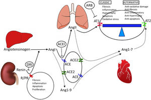 Renin–angiotensin system. The image illustrates the main organs and components of the renin–angiotensin system. Similarly, it illustrates the elements that make up the classic RAS and the alternative RAS, which are in balance. Cardiopulmonary and renal pathologies are caused by a greater influence of the classic RAS. R/PR. Renin receptor prorenin; ACE–ACE2: angiotensin-converting enzyme and angiotensin-converting enzyme 2; AngI–AngII–AngI 1-7–Ang1-9: angiotensin I, II, 1-7 and 1-9; AT1–AT2: angiotensin receptor 1 and 2; ML: smooth muscle. ACEI: angiotensin-converting enzyme inhibitors; ARB: angiotensin receptor blockers; DRI: direct renin inhibitors. Author: own source.
