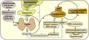 Mechanisms of action involved in the regulation of the cellular redox state and the expression of DNMT-1 mediated by hyperthyroidism in PBMC from patients with Graves’ disease. Graves’ disease is an autoimmune disorder characterised by the presence of antibodies against thyroid antigens. The interaction between stimulating autoantibodies and the TSHr in the thyroid induces an excessive activity of the gland that manifests with the overproduction of T3 and T4. High circulating levels of thyroid hormones produce a negative feedback on the pituitary, causing the inhibition of TSH secretion. High levels of circulating thyroid hormones affect the cellular metabolism in most tissues and induce an increase in ROS that leads to the oxidation of numerous macromolecules (lipids, proteins and DNA) and may affect cell viability. However, there may be hyperthyroidism-mediated survival mechanisms that may protect PBMC from apoptosis. The increased expression of antioxidant enzymes (CAT, GPx-1 and SOD-1) contributes to diminish the levels of oxidative stress generated by hyperthyroid conditions. In another way, thyroid hormones, ROS, or both, may modulate the expression of the enzyme DNMT-1, responsible for DNA methylation, causing the silencing or overexpression of immunoregulatory genes and contributing to the pathogenesis of Graves’ disease.