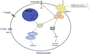 Principales receptores y vías metabólicas de la célula cromafín donde actúan los diferentes radionúclidos. En la figura 1 se explican los mecanismos moleculares básicos de la célula cromafín y los principales receptores utilizados en diagnóstico y tratamiento con radionúclidos de los PPGLs. AC: adenilato ciclasa; SSTR1-5: Receptor de somatostatina tipos 1-5; cAMP: AMP cíclico; SRC: Proto-oncogén tirosin-proteín quinasa; ERK: quinasas reguladas por señales extracelulares; 123I-MIBG: metayodobencilguanidina; GLUT-1: Transportador de glucosa 1; 18F-FDG: fluorodesoxiglucosa.
