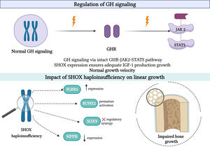 Growth hormone signaling and the molecular impact of SHOX haploinsufficiency on linear growth. This figure illustrates, in the upper panel, physiological GH signaling, where GH binds to the GHR and activates the JAK2–signal transducer and STAT5 pathway, promoting IGF-1 synthesis and normal growth velocity.35 In the lower panel, SHOX haploinsufficiency disrupts the regulation of several downstream genes within the growth plate. Reduced SHOX activity leads to upregulated FGFR3 expression, which inhibits chondrocyte proliferation; premature activation of RUNX2, accelerating chondrocyte hypertrophy and ossification; loss of regulatory synergy with SOX9, causing extracellular matrix disorganization; and decreased NPPB expression, diminishing chondrocyte proliferation and columnar organization.36 Together, these molecular alterations impair endochondral ossification, leading to reduced bone growth and short stature characteristic of SHOX deficiency and Turner syndrome (created with BioRender.com). Abbreviations: GH, growth hormone; GHR, growth hormone receptor; JAK2, Janus kinase 2; STAT5, signal transducer and activator of transcription 5; IGF-1, insulin-like growth factor 1; FGFR3, fibroblast growth factor receptor 3; RUNX2, runt-related transcription factor 2; SOX9, SRY-box transcription factor 9; NPPB, natriuretic peptide B.