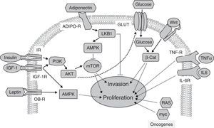 Signaling pathways implicated in the relationship between obesity, diabetes, and cancer. Insulin and IGF-1 bind to their receptors (IR and IGF-1R respectively), activating the PI3K/AKT/mTOR pathway, whose targets promote tumor proliferation and invasion. Adiponectin binds to its receptors (ADIPO-R1 and ADIPO-R2), inducing the LKB1/AMPK pathway, which inhibits mTOR by inhibiting tumor proliferation and metastasis. The insulin/PI3K/AKT pathway increases glucose uptake through glucose transporters (GLUT). High glucose levels potentiate Wnt/β-Catenin signaling, inducing tumor proliferation and invasion. Circulating leptin binds to its receptor (OB-R), activating the MAPK pathway, which increases proliferation. Through their receptors IL-6R and TNF-R, interleukin-6 (IL-6) and the tumor necrosis factor-α (TNFα) activate the JAK/STAT/NF-kB pathway, which inhibits apoptosis and promotes proliferation and metastasis. Oncogenic proteins such as RAS and myc alter the expression of metabolic enzymes, increasing glycolysis, which supports increased tumor cell proliferation.