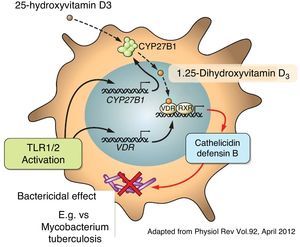Vitamin D stimulates the production of cathelicidins and defensin B.