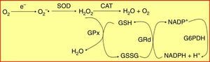 The glutathione peroxidase/glutathione reductase (GPx/GRd) enzyme system. Glutathione is mainly found in its reduced state (GSH) and to a much lesser extent in its oxidized state (GSSG). GRd forms together with GPx the glutathione-dependent antioxidant machinery of the body. This system operates cyclically, i.e. the GSH that oxidizes GPx to neutralize H2O2 is in turn reduced by GRd, using NADPH as a cofactor. CAT: catalase; G6PDH: glucose-6-phosphate dehydrogenase; H2O2: hydrogen peroxide; NADPH: reduced nicotinamide adenine dinucleotide phosphate; O2−: superoxide anion radical; SOD: superoxide dismutase.