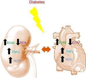 Cardiorenal connections in diabetes. Renal and cardiac changes in RAS, inflammatory cytokines, and oxidative stress as a consequence of diabetes. ACE: angiotensin converting enzyme; ROS: reactive oxygen species; TNFα: tumor necrosis factor-alpha.