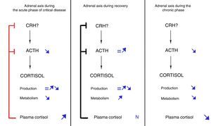 Dynamic evolution of the pituitary-adrenal axis during critical disease. Modified from Boonen and van Den Berghe.28