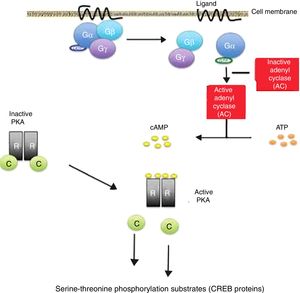 Cyclic adenosine monophosphate (cAMP) activation pathway. Activation of protein G through binding of a ligand stimulates the enzyme adenylate cyclase (AC) to synthesize cAMP. All the genes regulated by cAMP contain a cis action DNA sequence known as the cAMP response element (CRE) that binds the phosphorylated form of a transcription factor called CRE binding protein (CREB). Release of the catalytic subunits (C) of the protein kinase A complex (PKA) is followed by their translocation to the cell nucleus, with phosphorylation of the CREB proteins in the serine-threonine phosphorylation substrates, in response to increased cAMP levels. Inactivating mutations of the PRKAR1A gene in the Carney complex result in the amplification of the cAMP signal. gr1.