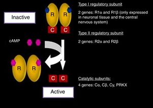 Protein kinase A complex (PKA) and related genes. Modified and reproduced with permission from Stratakis.22