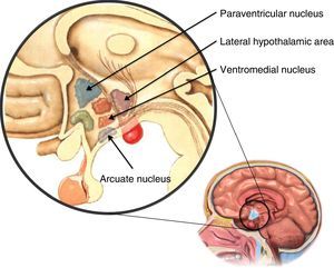 Anatomical location of the hypothalamic nuclei related to the homeostatic regulation of appetite. Adapted from Richfield12 and Estévez-Báez.13
