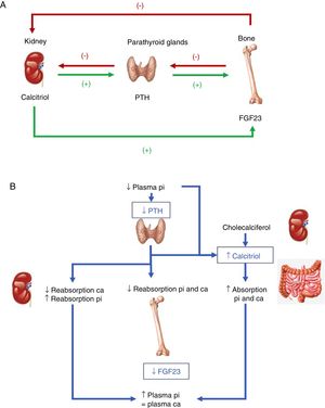 (A) Tissues and hormones involved in the regulation of phosphate metabolism. (B) Integrated response to correct hypocalcemia. Adapted from Fukumoto.4