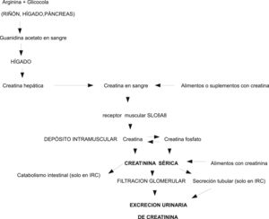 Metabolism and physiopathology of creatine/creatinine.