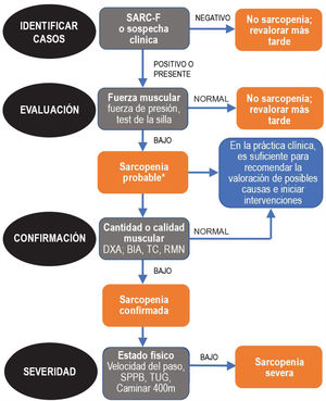 Sarcopenia: EWGSOP2 algorithm. Modified from Cruz-Jentoft A.J. et al.3.