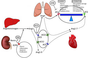 Renin–angiotensin system. The image illustrates the main organs and components of the renin–angiotensin system. Similarly, it illustrates the elements that make up the classic RAS and the alternative RAS, which are in balance. Cardiopulmonary and renal pathologies are caused by a greater influence of the classic RAS. R/PR. Renin receptor prorenin; ACE–ACE2: angiotensin-converting enzyme and angiotensin-converting enzyme 2; AngI–AngII–AngI 1-7–Ang1-9: angiotensin I, II, 1-7 and 1-9; AT1–AT2: angiotensin receptor 1 and 2; ML: smooth muscle. ACEI: angiotensin-converting enzyme inhibitors; ARB: angiotensin receptor blockers; DRI: direct renin inhibitors. Author: own source.