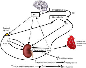 Renin–angiotensin system, adrenal gland, sympathetic nervous system (SNS), hypothalamus and hypophysis. The image illustrates the positive interactions among systemic renin angiotensin system and vital organs. There are feedbacks positives (displayed) and negatives (not displayed) to maintain homeostasis, body water and osmolarity in equilibrium. Thick arrows indicate main regulator. CRH: corticotropin-releasing hormon; ACTH: adrenocorticotropic hormone; ADH: antidiuretic hormone; Ald: aldosterone; Catechol: catecholamines; Cort: cortisol; AngII: angiotensin II; systemic RAS: systemic renin angiotensin system; ACE: angiotensin-converting enzyme; ECF: extracellular fluid. Author: Own source.