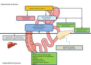 Pathophysiological mechanisms involved in postprandial hyperinsulinaemic hypoglycaemia.