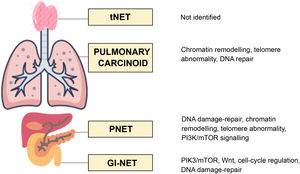 Main genomic pathways involved in GEP and thoracic NET.