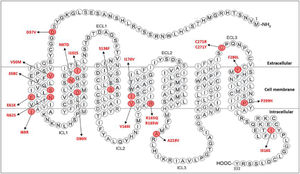 Schematic representation of MC4R protein showing the 20 mutations identified as having “pathogenic” clinical significance (modified from Lotta et al. (2019)28). The selected mutations include D37V in the N-terminal, V50M, S58C, E61K, N62S and I69R in the 1st transmembrane helix (TM1), D90N, N97D, and I102S in the 2nd transmembrane helix (TM2), S136F in the 3rd transmembrane helix (TM3), R165Q, R165W, V166I, I170V in the 4th transmembrane helix (TM4), A219V in the intracellular loop 3 (ICL3), C271R and C271Y in the extracellular loop 3 (ECL3), F280L and P299H in the 7th transmembrane helix (TM7) and I316S in the C-terminal. Mutated amino acids are marked in red. ECL: extracellular loop; ICL: intracellular loop.